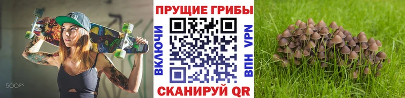 Купить  Новодвинск  Псилоцибиновые грибы Cubensis 